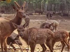 Le Wapipi au Ranch d'amérique | Chasse sportive (image3)