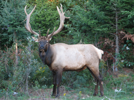 Le Wapipi au Ranch d'amérique | Chasse sportive (image2)